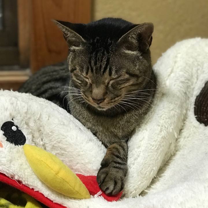 1bcea545 2d7f 4acb ba15 c2d26c1e8c7f 1510709175285