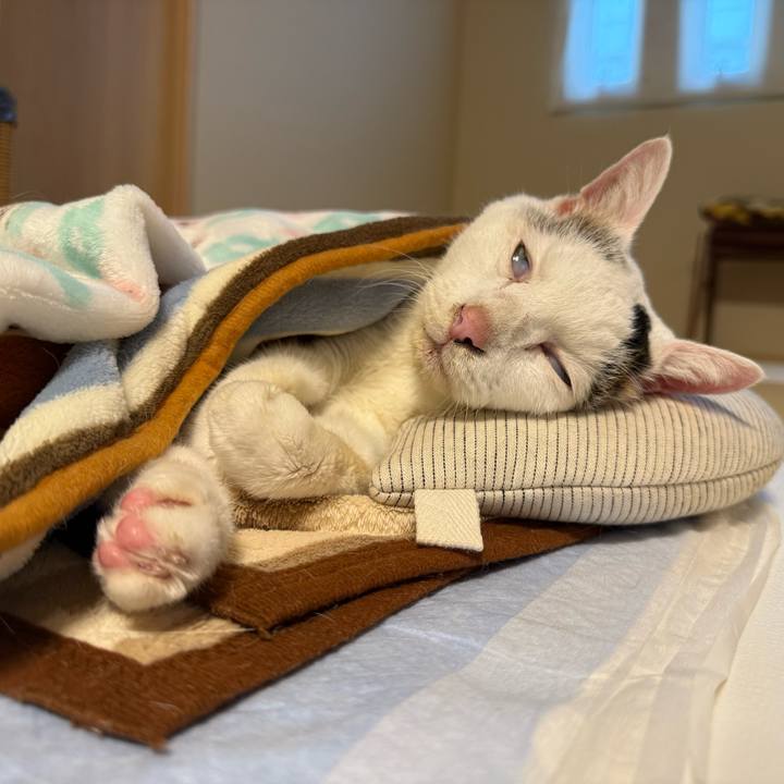 1bcf3dd5 ff4a 4804 b249 89b98d6fbded 1760935632436