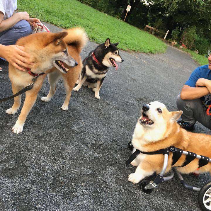 1bd086f5 43a1 4396 b293 b02762d3c4e5 1535969886286