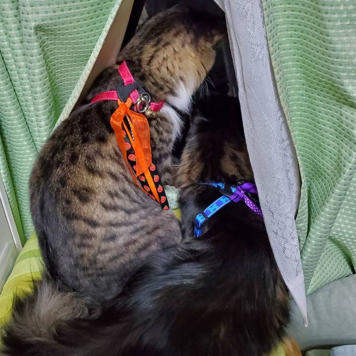 1bd20bac fa83 4464 9460 f0fb5ed51b71 1698482336987