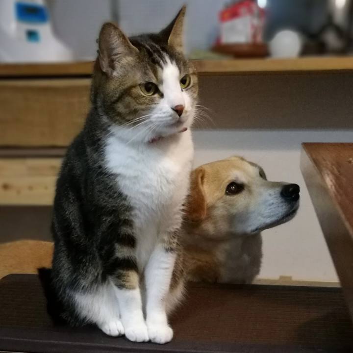 1bd4d03f a649 4272 9726 f90f0b337a7c 1548246881408