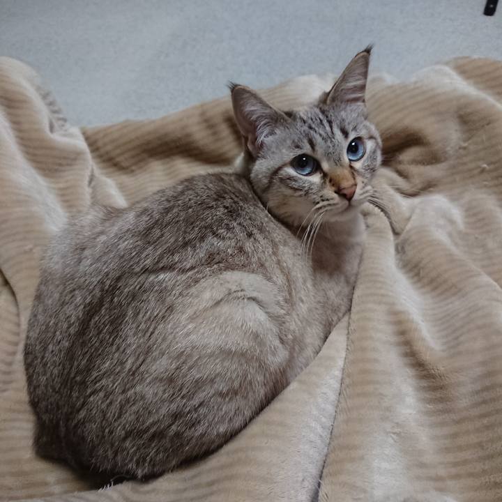 1bd54238 f5d6 4774 bb1a eac8d7a2afee 1607531474173