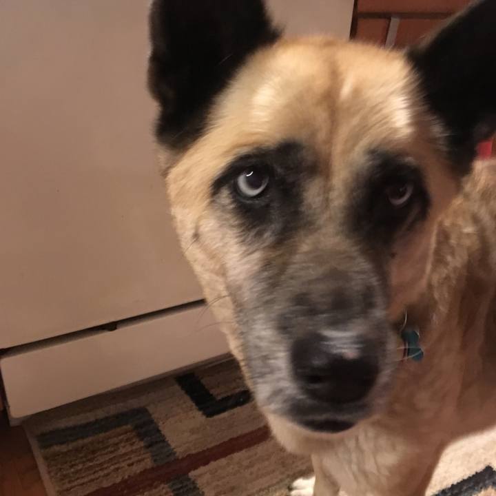 1bd70778 11b3 42a5 a6db fe339d2b338a 1522548018422