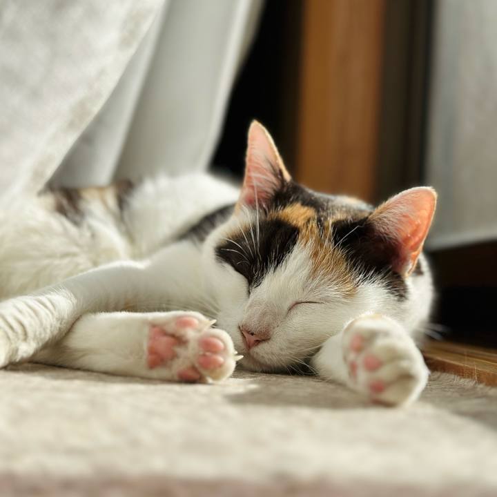 1bd8b446 a971 4153 bfc5 bd2be17d19df 1668131556349