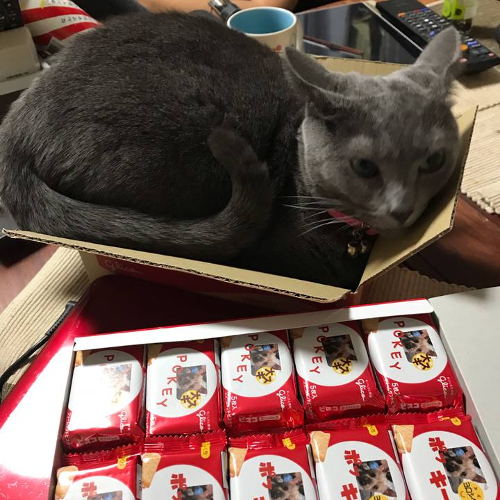 1bd92e40 868c 4d2c 9b4f 2bad21a89436 1541672800960