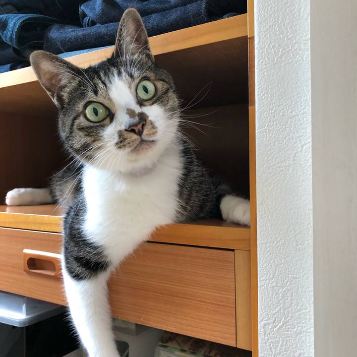 1bdae115 5e31 4b93 a653 04643e4993c1 1534207583864