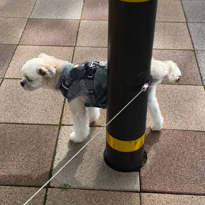 1bdf61b5 68d6 4df7 a412 a84e8f5b93bd 1574566864661