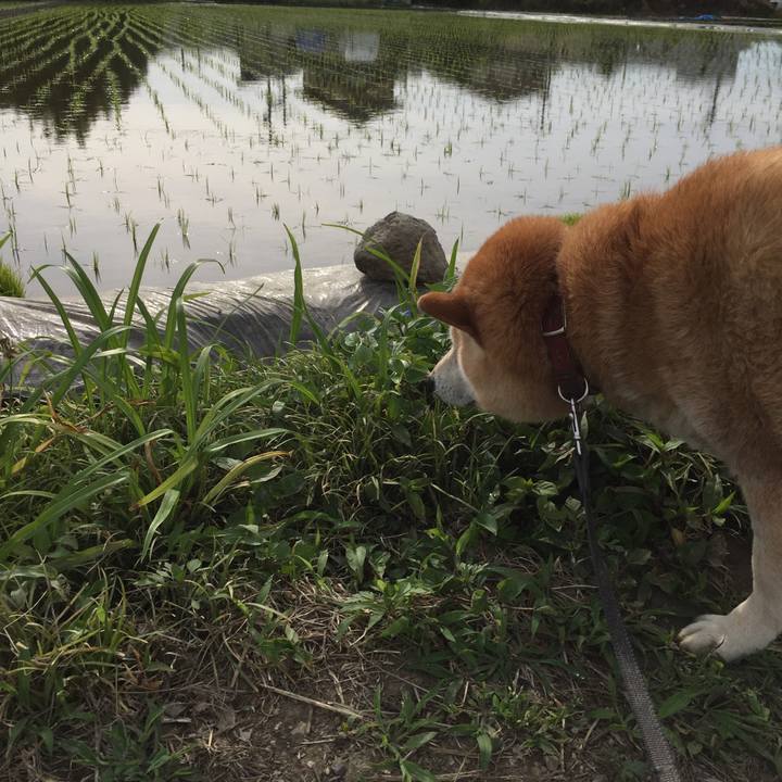 1be12ea2 764d 4092 a487 e8c7f48acefc 1527660512883