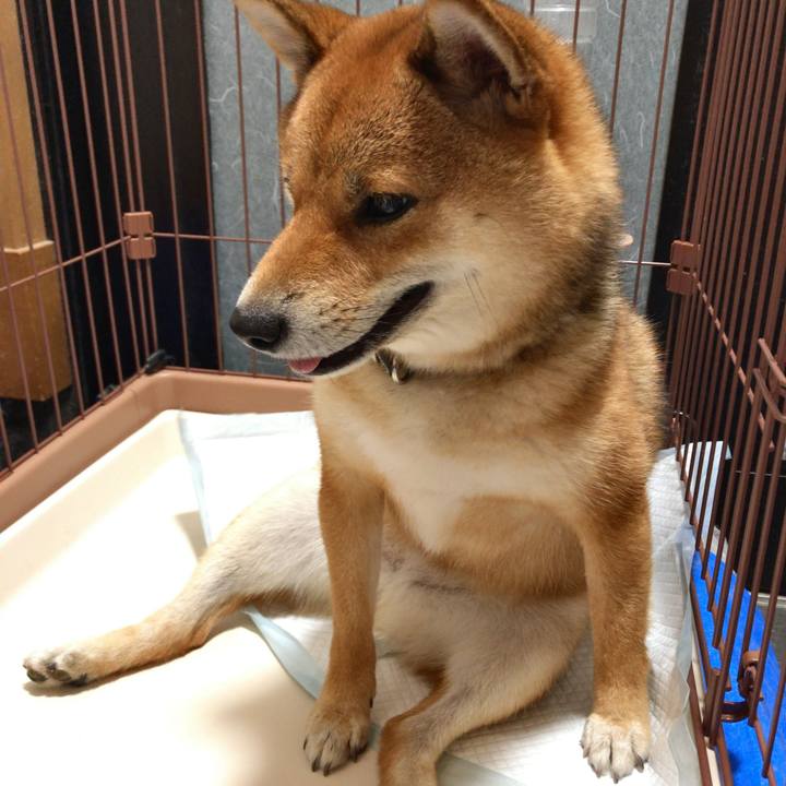 1be22eca e12d 472b 8d5c 13e2dc182904 1552396851335