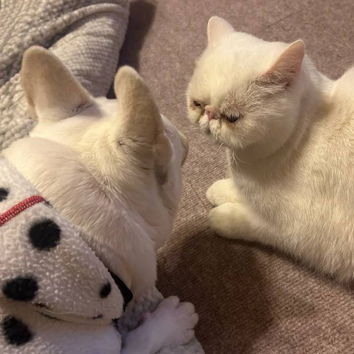 1be58042 5bce 400e b4bf e2240617d304 1733752984955