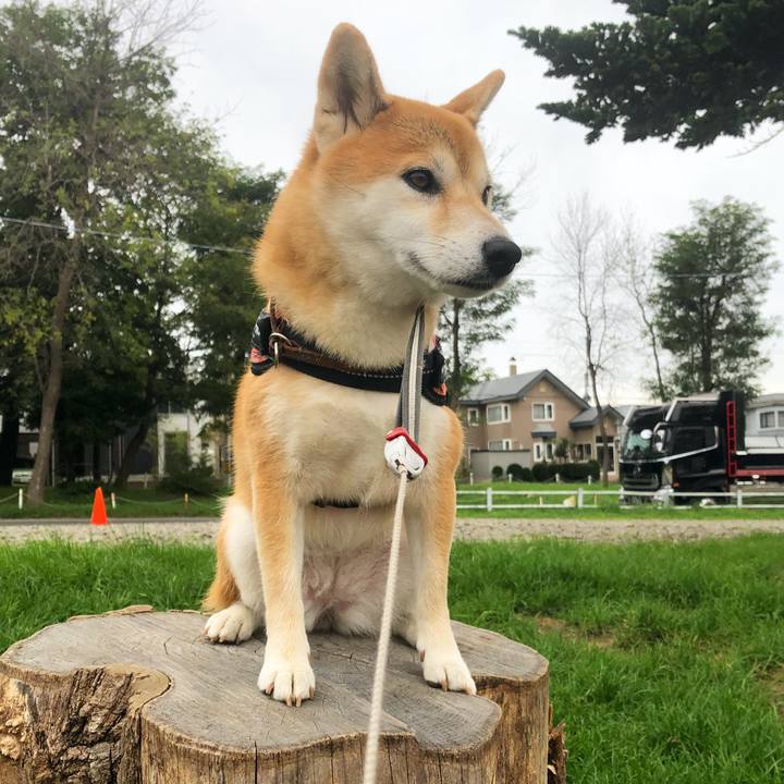 1be7f35a c29d 4ff2 a18e 8f155dba81f4 1536544374525