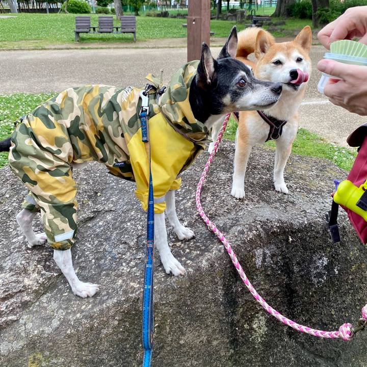 1be91bc9 63be 4010 b73f be69ba422883 1622945524609