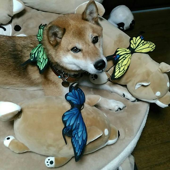 1becbb60 ccd7 4b76 b2b8 00306d444a3f 1535265337881