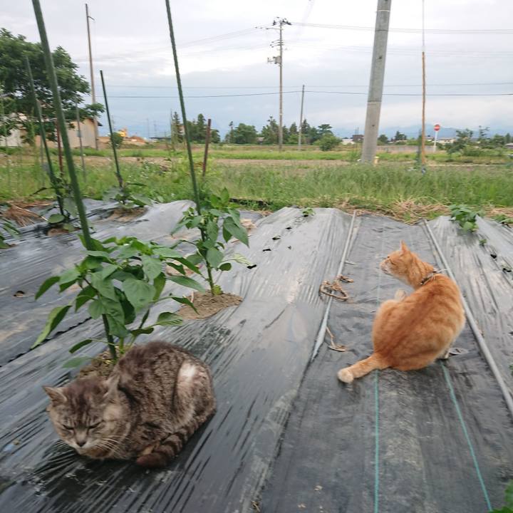 1bedb3c4 2b0a 4a22 9426 983be7c6bf4e 1592560064333