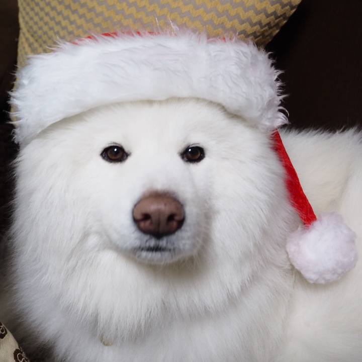 1bee9612 be16 4778 b79e 710e77d6f43b 1514123769491