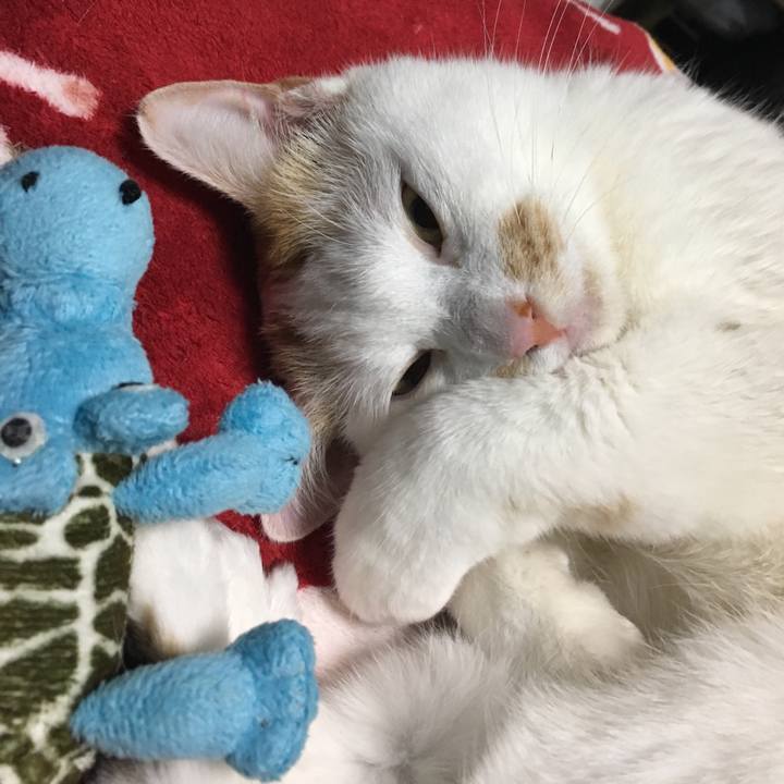 1befbd04 716c 4216 85cd 5da7793c1091 1518625850056