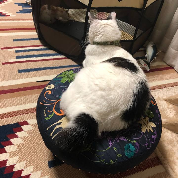 1bf1c513 af24 4007 99f3 a1121d1c34aa 1560684001423