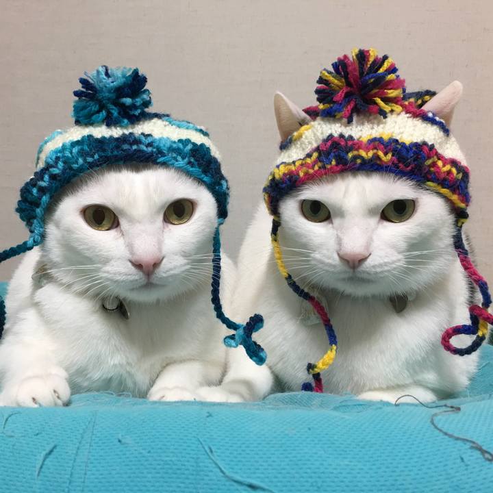 1bf300b1 c218 45a4 94c9 ca282d43e772 1518346808742