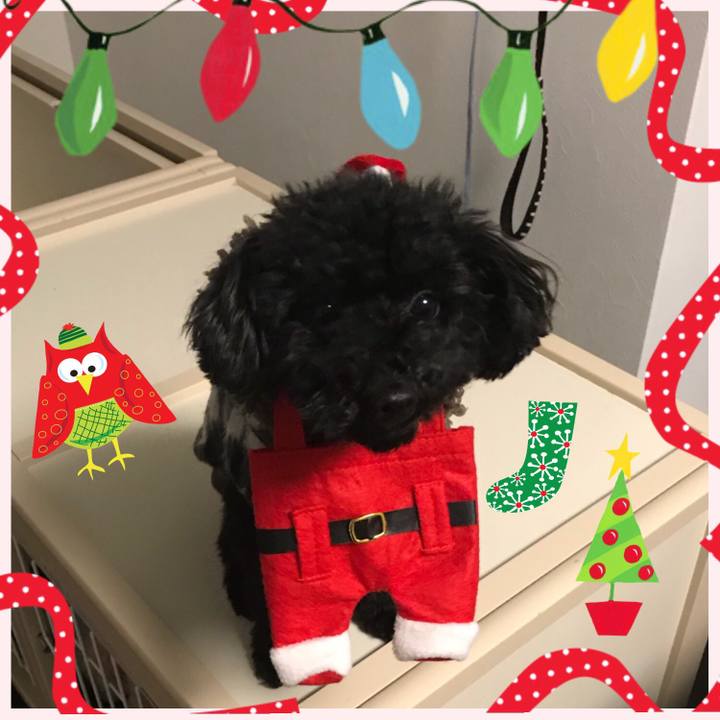 1bf46e49 9536 4c2a b5e2 f427f5141102 1513656617023