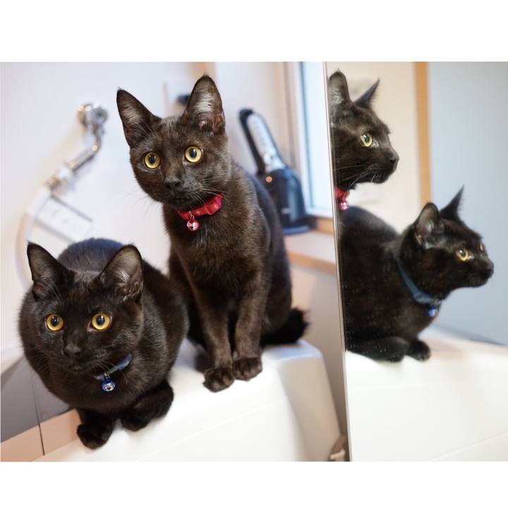 1bf5a416 2b4d 477d 96ed d92633086493 1510796457013