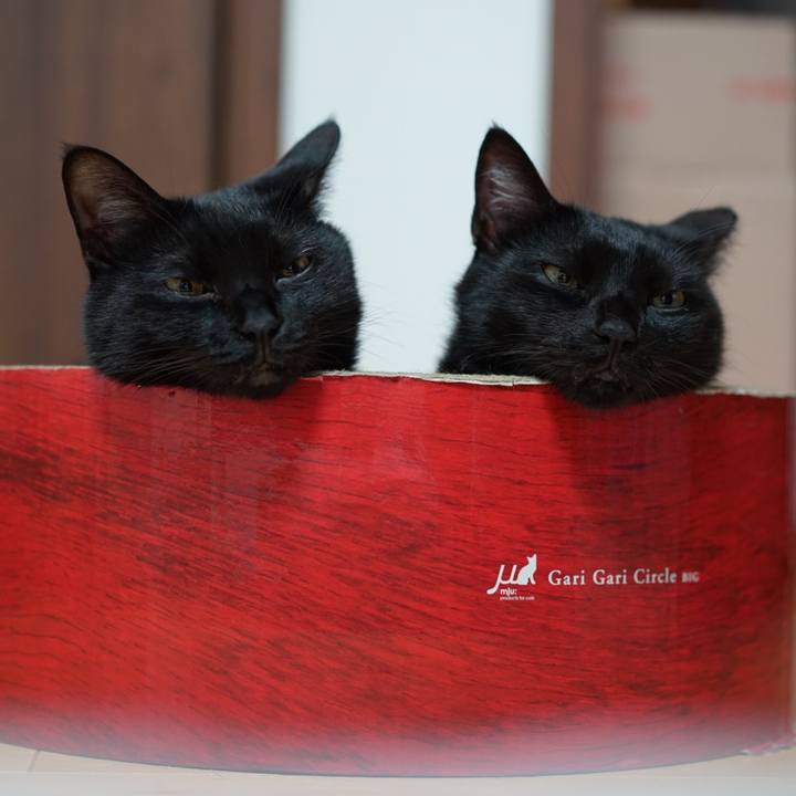 1bf7de7a bd7a 4e2f bb11 9c6112c5c7b1 1556148449814