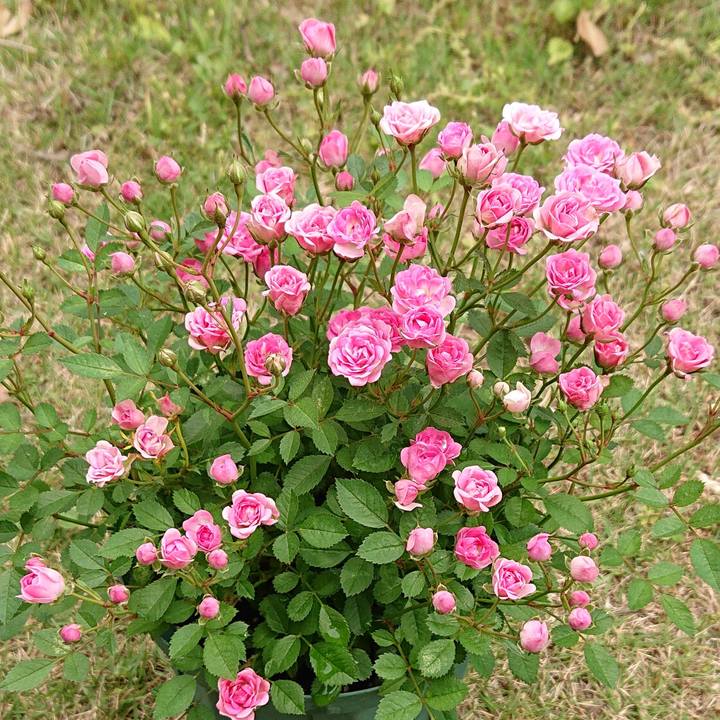 1bfc7216 f022 4646 8df4 97eca5507c06 1653017397947