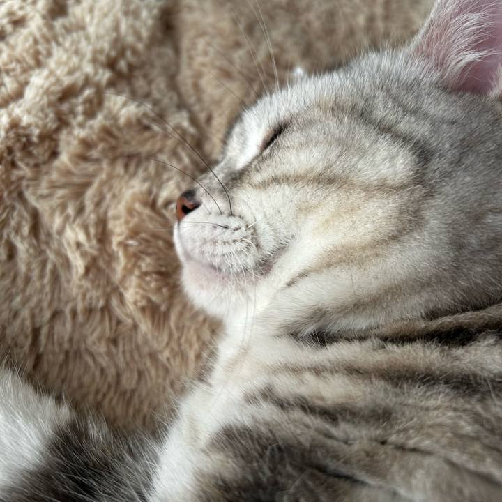 1bfcda5e 9a86 4f77 a01a 43788f3cd25d 1763684890363