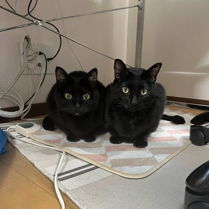 1bfd1a10 d96e 4ad3 9367 79a03da71c6b 1711411624471