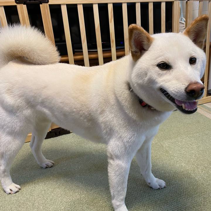 1bfdb68c ad11 4793 9f93 1edaba1abcde 1621601362850