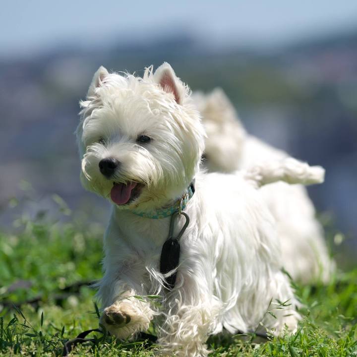 1c002207 262b 442a b091 0f8cb67a0110 1525476367445