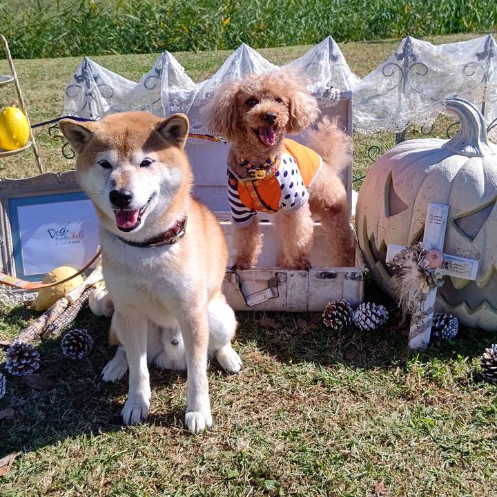 1c0067da 7b87 4547 a04e f8173b2d9fc7 1603601815070