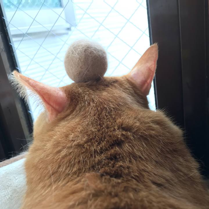 1c01979e 75d9 4696 9a1b 645455fdbc46 1589340221360