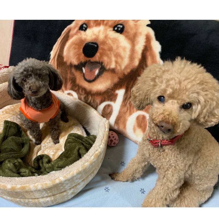 1c03b0f2 4298 44ee a60f 63461d2f3ed3 1575721545901