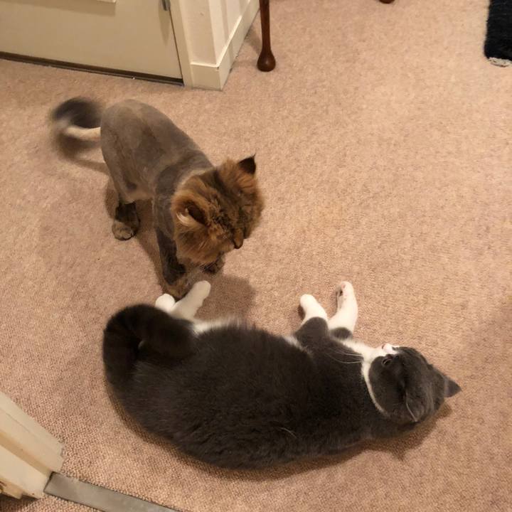 1c066f5d 85c2 49e7 a5b0 5ac7d6d2b879 1523362495705