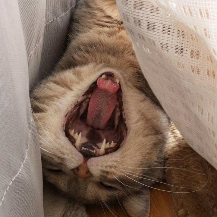 1c0a9de9 9e51 4aac 82e1 61ba39afcec3 1597069807351