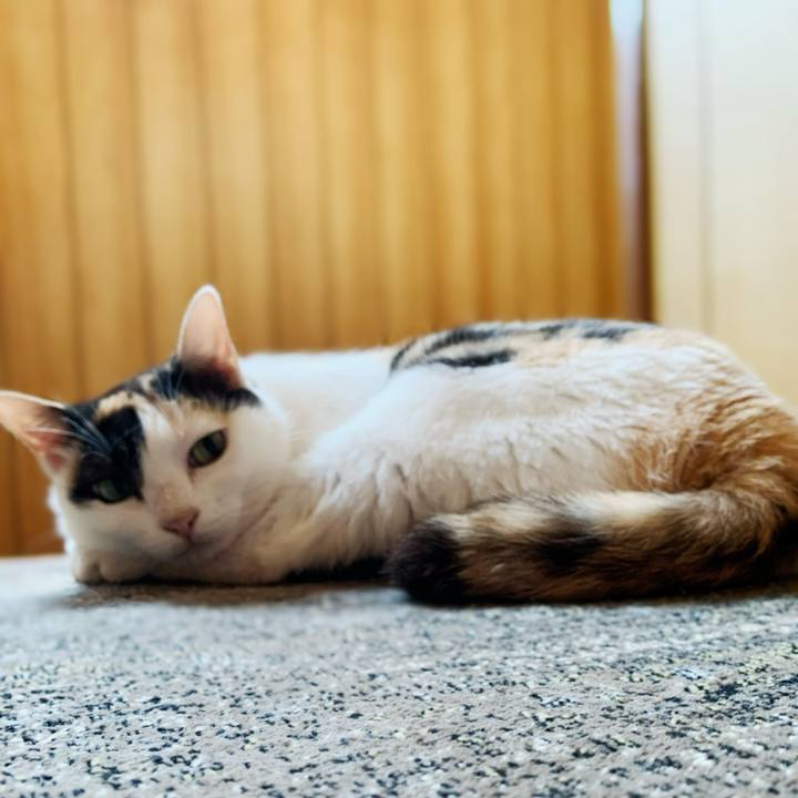 1c0ff629 175e 49e3 bed0 518abc0769d3 1597197217301