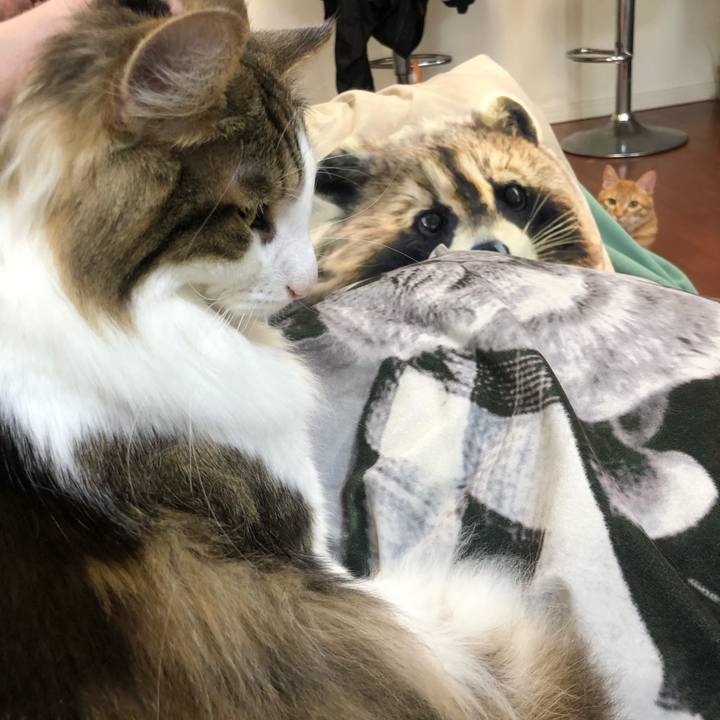 1c10a389 ae16 4d7f bf0c 87eac480acf5 1588311913505