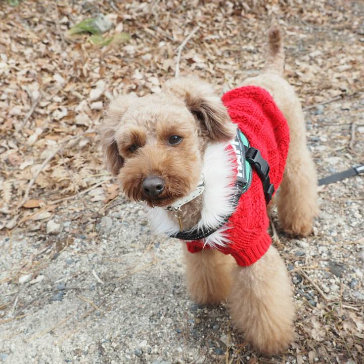 1c10cde3 27c7 46a0 bdcf 529013659bcb 1514327235287