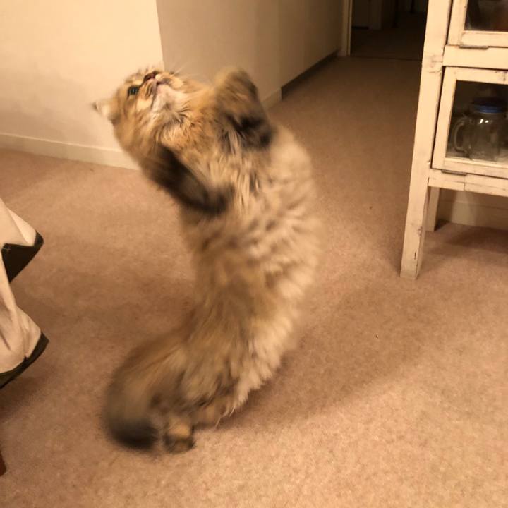 1c116ab5 6b33 4ab5 9a9f 59178667875c 1538481373258