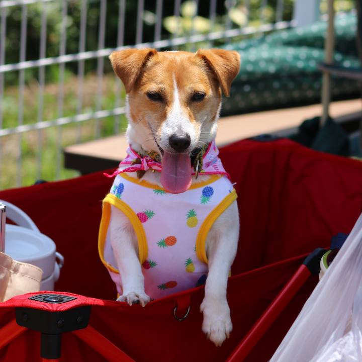 1c13095c 1dca 46a9 9567 590f92782b26 1558856647606