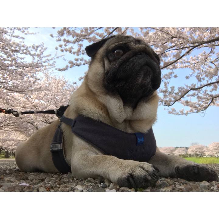 1c146d9d c940 4922 8092 1a23e7d83fc0 1522451433683