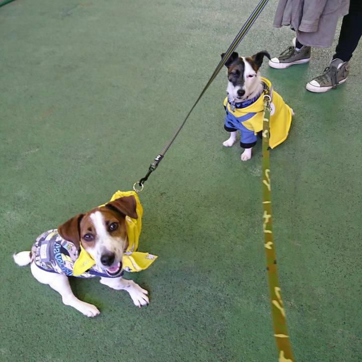 1c16b93a 2838 491a 99c8 8405502ec00d 1509870269787