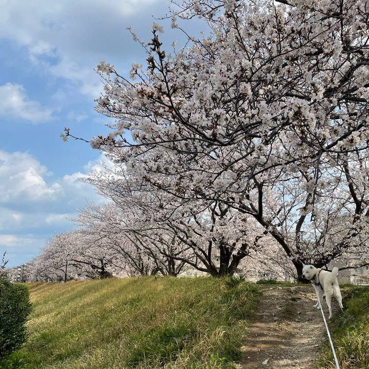 1c1777f3 a608 4bff a4b1 b361ed76b82d 1743209187567