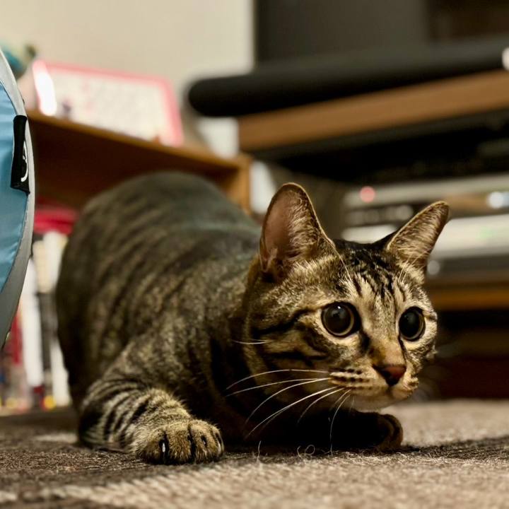 1c17a185 8c0d 43d3 bfe7 0e3e9d319073 1760536331302