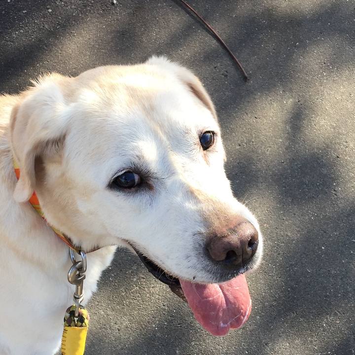 1c1ad74f c13f 4af3 9140 9a8a3ee4293f 1539498666571