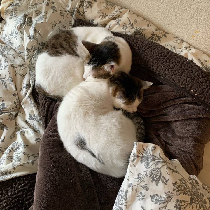 1c1bb1e8 cf46 4360 9005 d9a31f8494f0 1583085186091