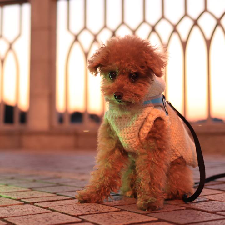 1c1cb8e0 3cd8 4360 a262 c70265260702 1636120874376