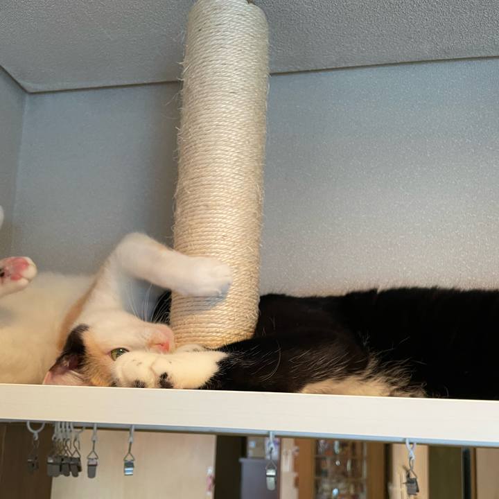 1c1cdec7 34ab 49ab a826 bc49a372f5b5 1694386558859