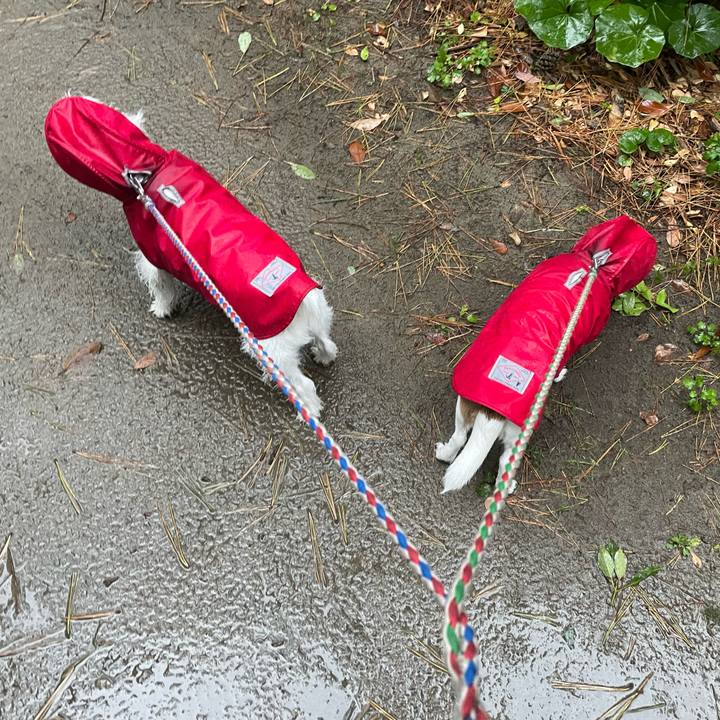 1c1e5fcf c4ae 4607 b4e8 a00f8377b934 1701039518741