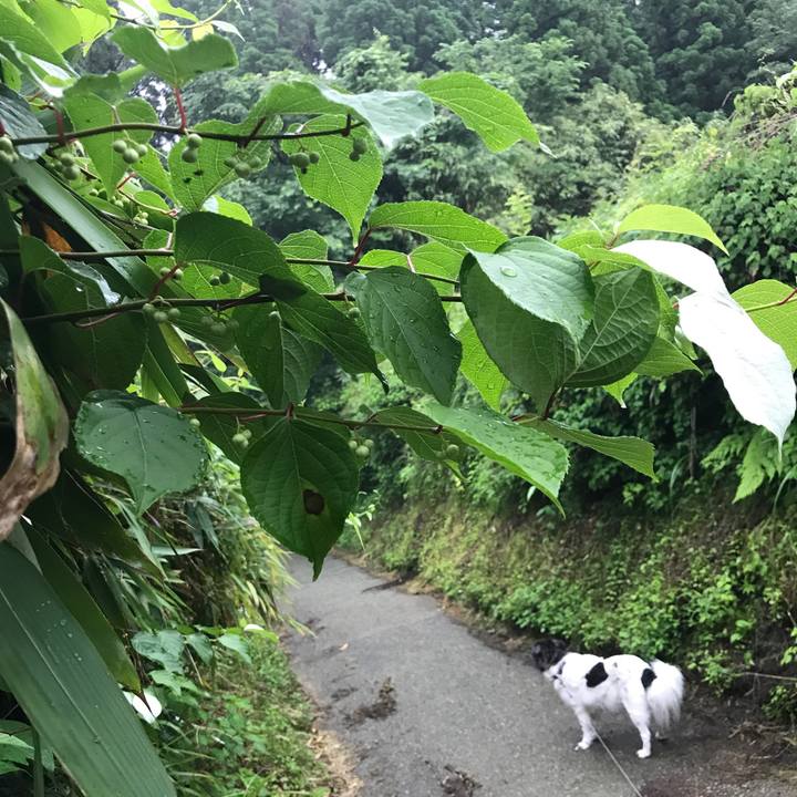 1c245de0 acce 4550 a0e4 3561874debc7 1528593824872